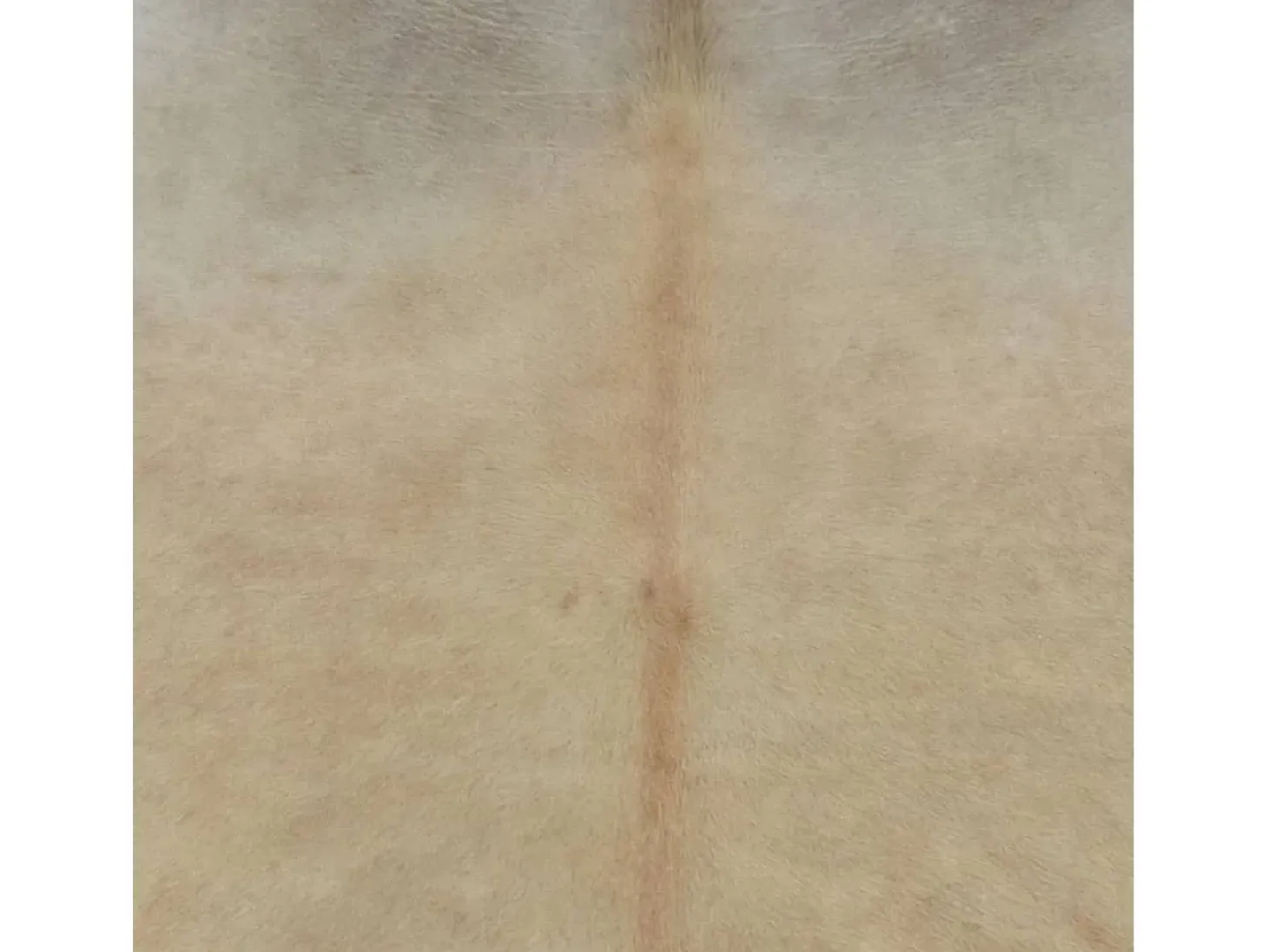 Alfombra de piel de vaca auténtica beige 150x170 cm ES86136