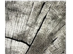 Alfombra Marla Diseño Moderno Árbol, Natural, 200x290 cm