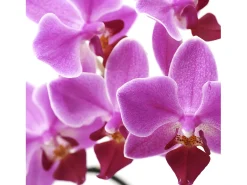 Biombo fotográfico Bagheria, 180 x 120 cm, Orquídea