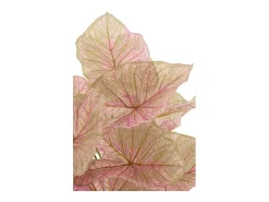 Caladium en maceta negra de plástico rosa de 25x25x57 cm