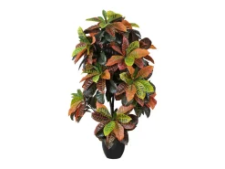 Croton 140 cm nortene 140CM
