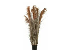 Hierba de las pampas 13 cabezas en maceta de plástico verde 80x60x180 cm