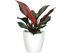 Maceta San Remo Auto-riego 30cm Blanco 0,82L