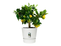 Macetero redondo 40 - Exterior Ø 39 x 36,8 cm - Blanco