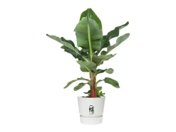 Macetero redondo 40 - Exterior Ø 39 x 36,8 cm - Blanco