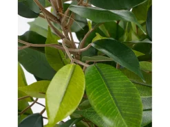 Planta artificial de Poliéster y terracota - Ø30 x 40 - Verde - FICUS NATASJA