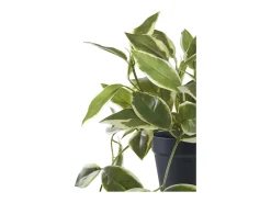 Planta artificial Hoya Carnosa flor de porcelana verde 33 cm