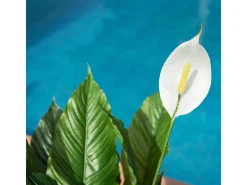 Planta artificial vela del viento 105 cm nortene 105CM
